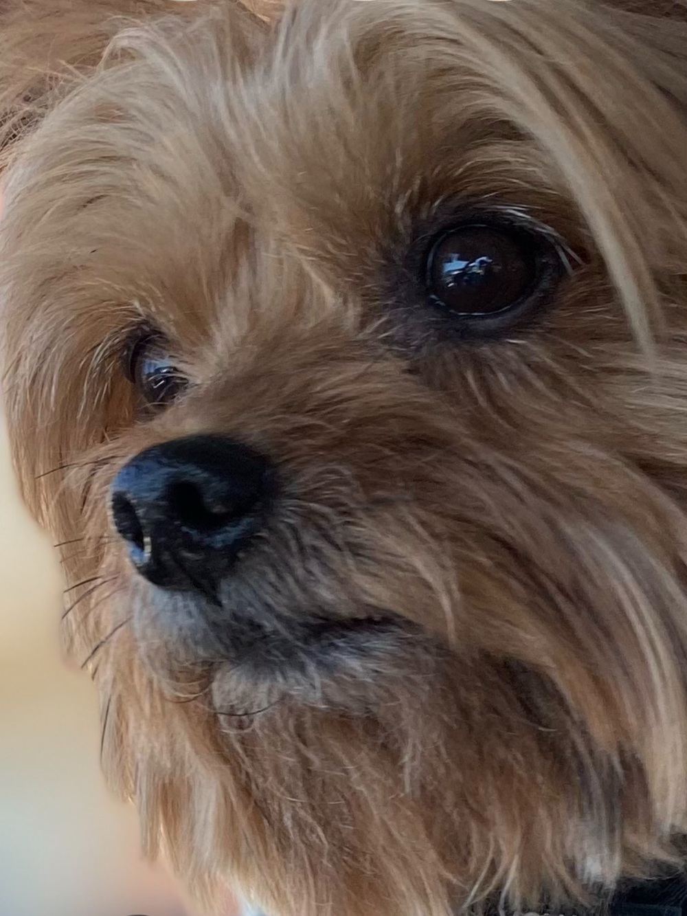 I❤️Rusty🐶!!!! - Picture 2 of 4